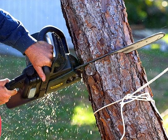 Спил деревьев в Арзамасе и  Нижегородской области